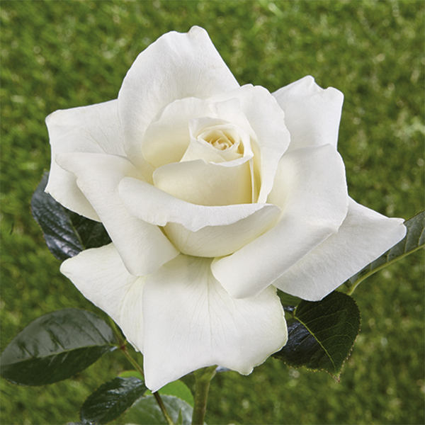 Rose storiche
