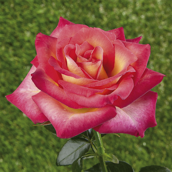 Rose mini e nane